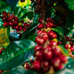 100% Arabica Blend Caturra & Catuai - Whole Beans, Light Roasted 100% Arabica Blend Caturra & Catuai - Whole Beans, Light Roasted