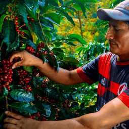 100% Arabica Blend Caturra & Catuai - Whole Beans, Dark Roast 100% Arabica Blend Caturra & Catuai - Whole Beans, Dark Roast